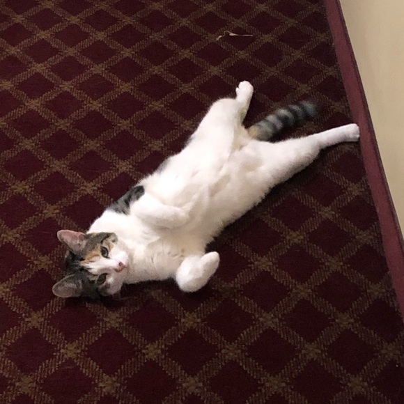 😻 MY 3 BABY GIRLS 😻 - Picture 9 of 12